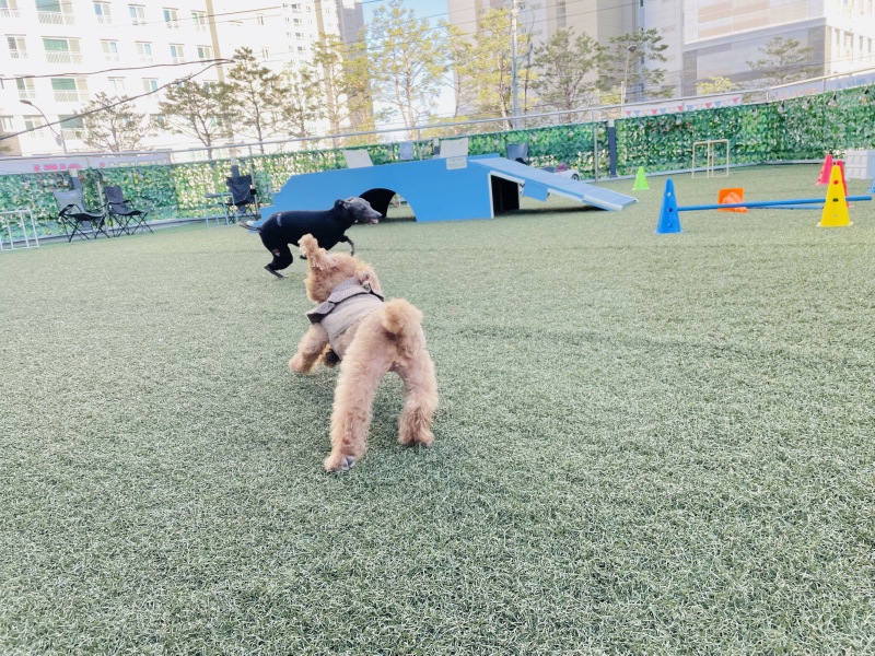 계양구 애견카페 멍냥멍냥