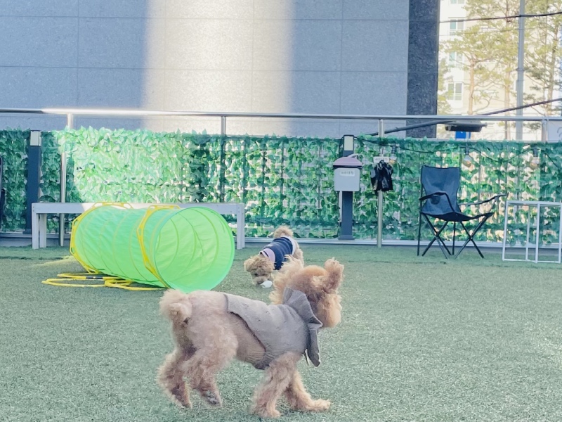 계양구 애견카페 멍냥멍냥