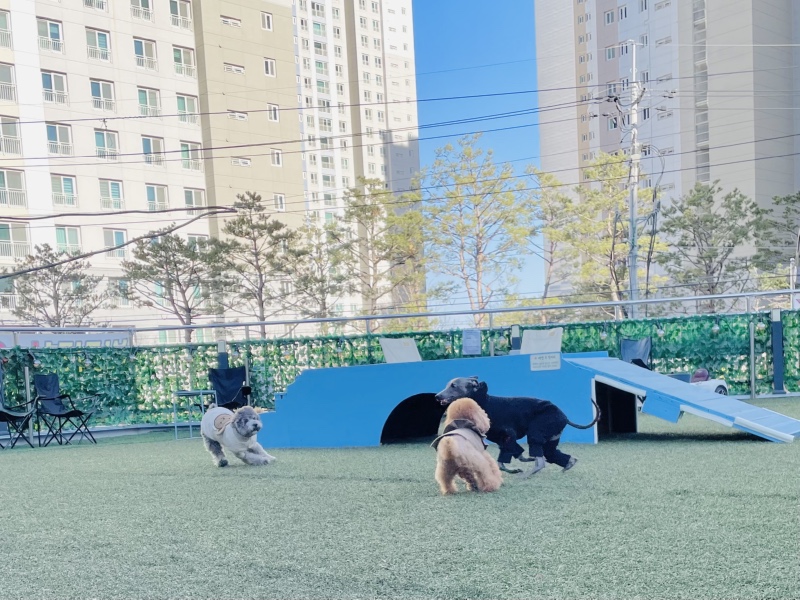 계양구 애견카페 멍냥멍냥