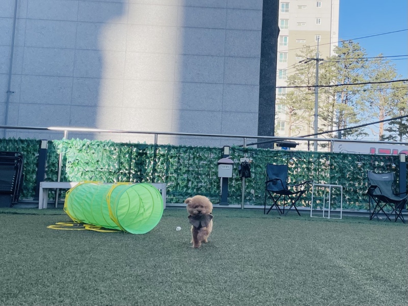 계양구 애견카페 멍냥멍냥