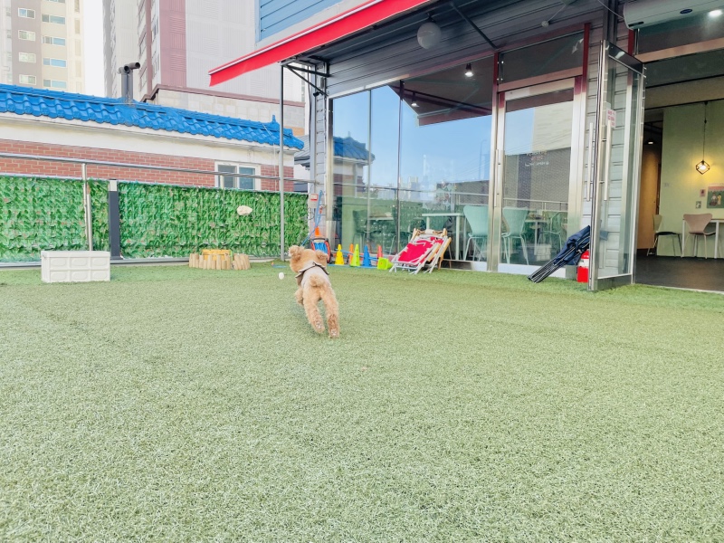 계양구 애견카페 멍냥멍냥