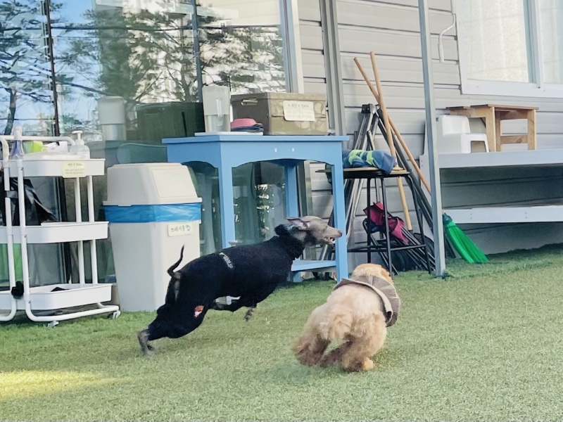 계양구 애견카페 멍냥멍냥