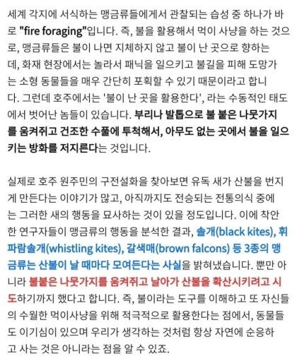 불을 사냥에 이용하는 새 