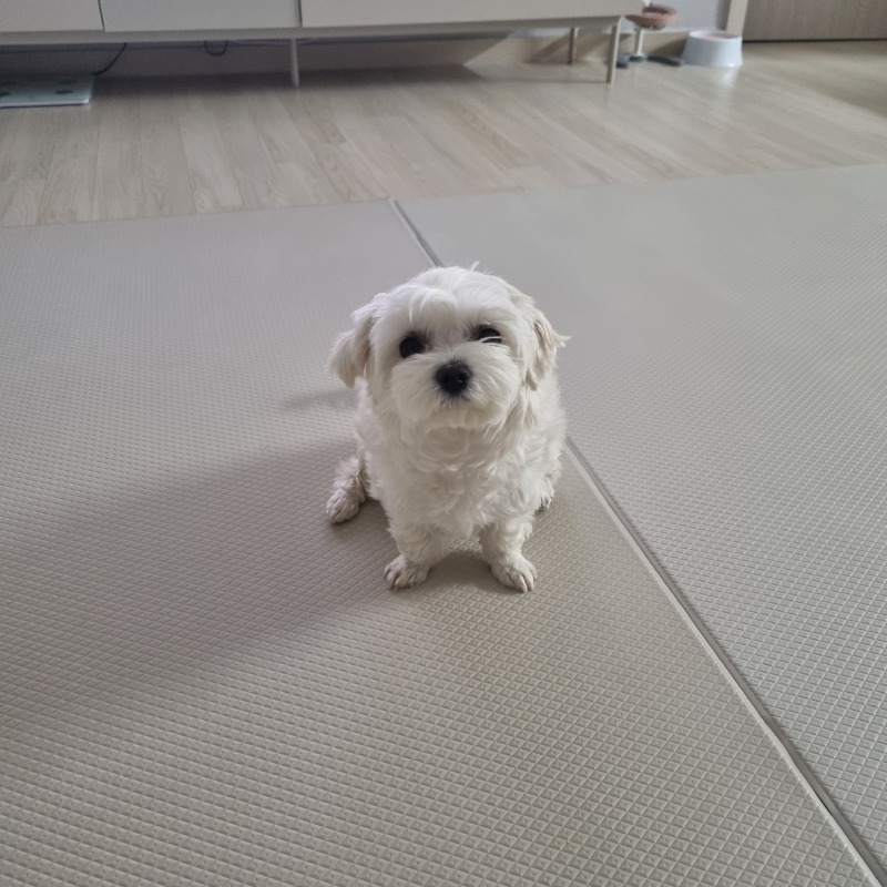 귀여운 우리뭉치~
