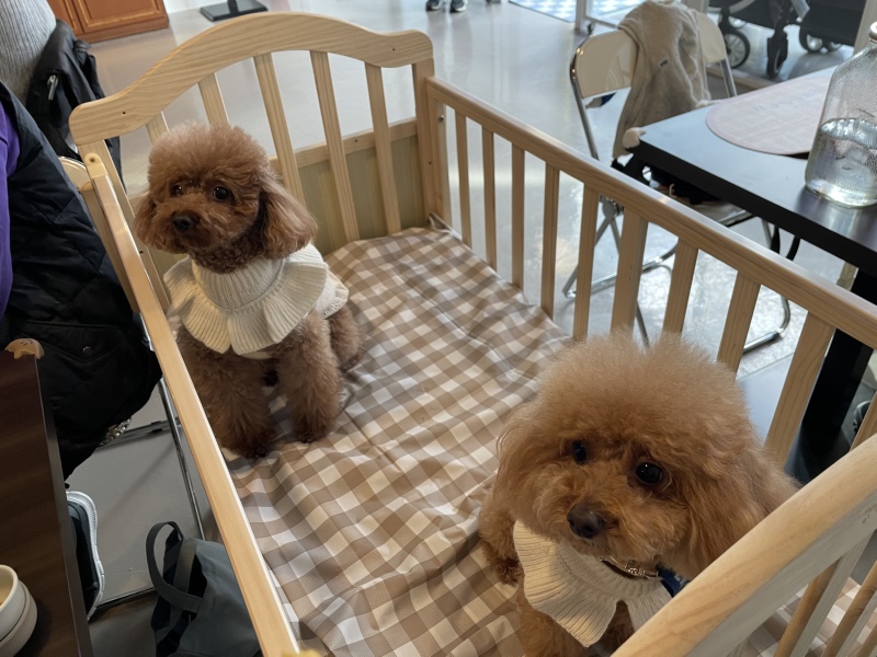 신상 브런치펍 더데이브런치앤펍