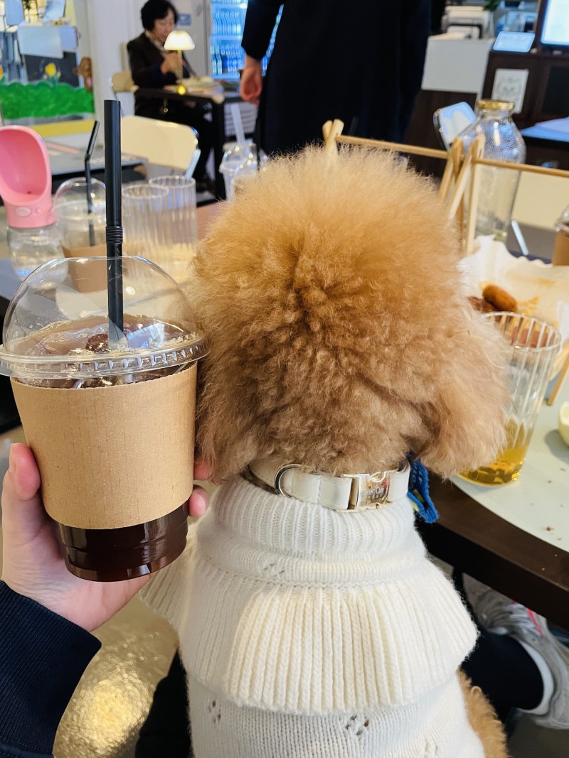 신상 브런치펍 더데이브런치앤펍