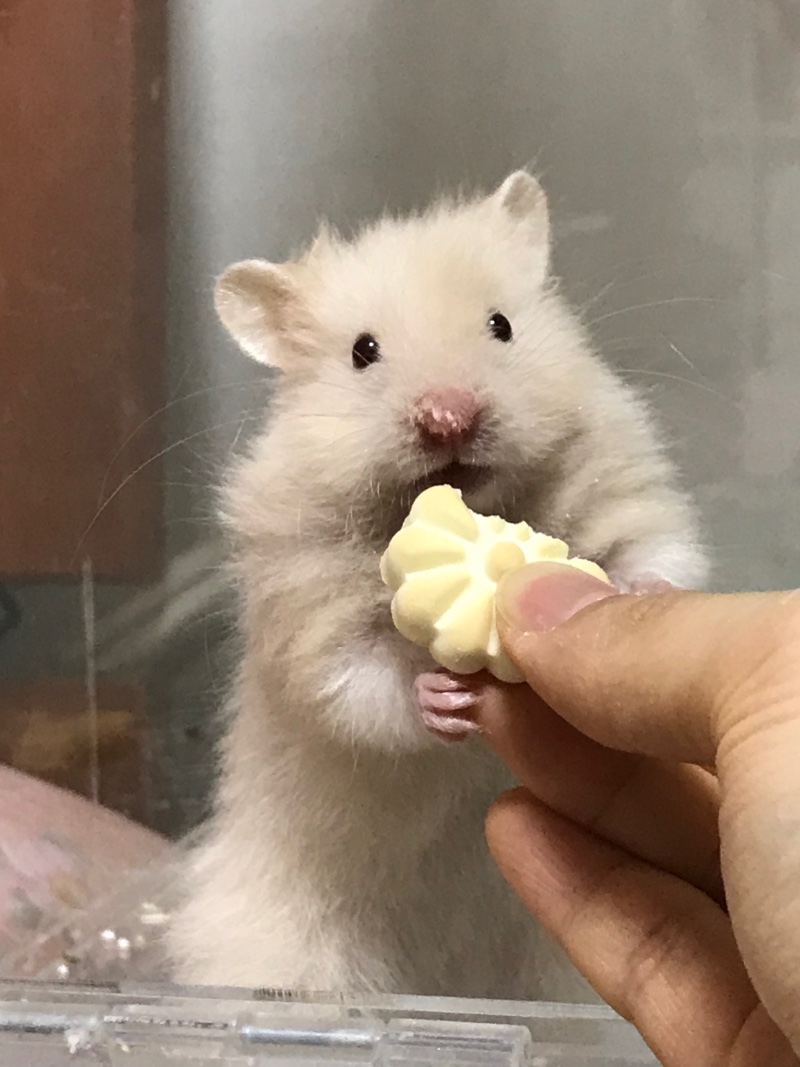 골햄 먹방>.<