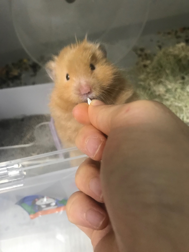 골햄 먹방>.<