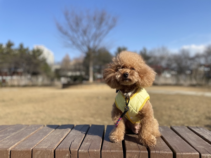 봄이 오려나봐요