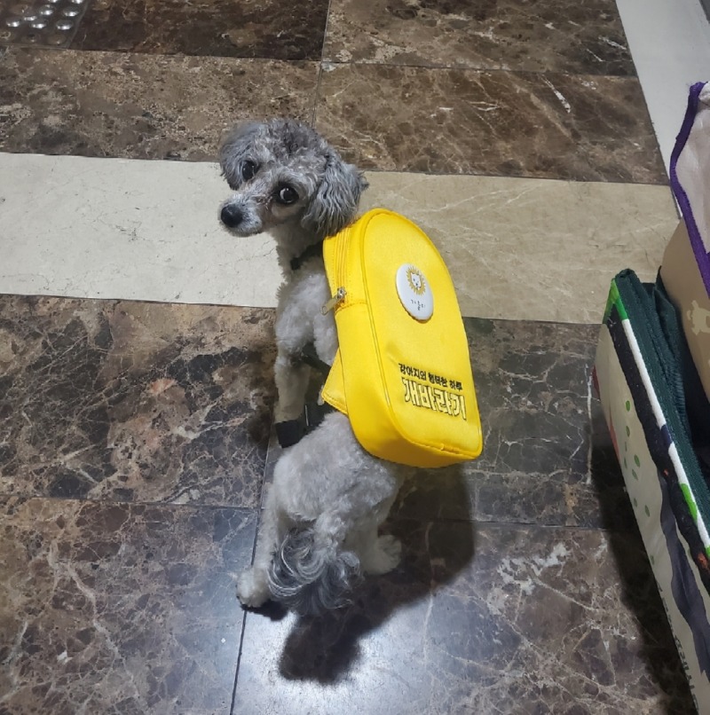우리 강쥐 유치원가다!