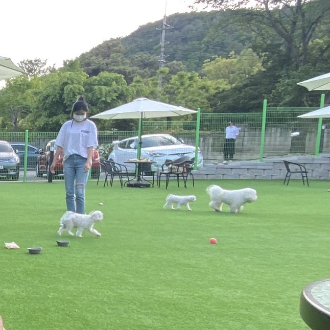 서울 근교 애견운동장 '카페애몽' 