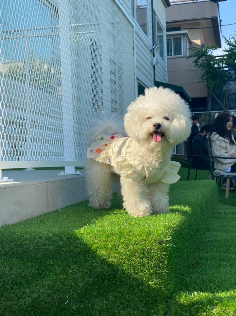 서울 근교 애견운동장 '카페애몽' 