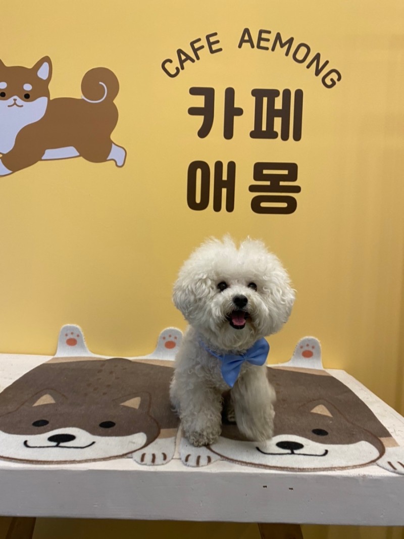 서울 근교 애견운동장 '카페애몽' 