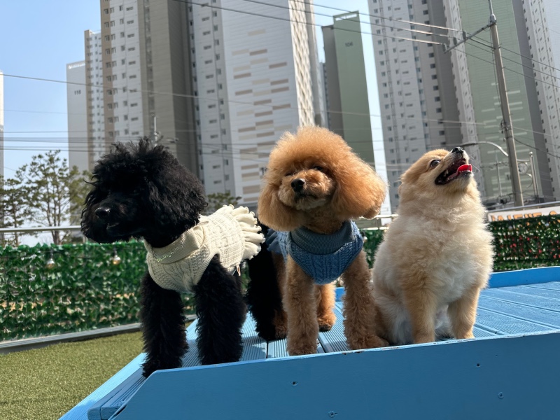 친구들 만났어요