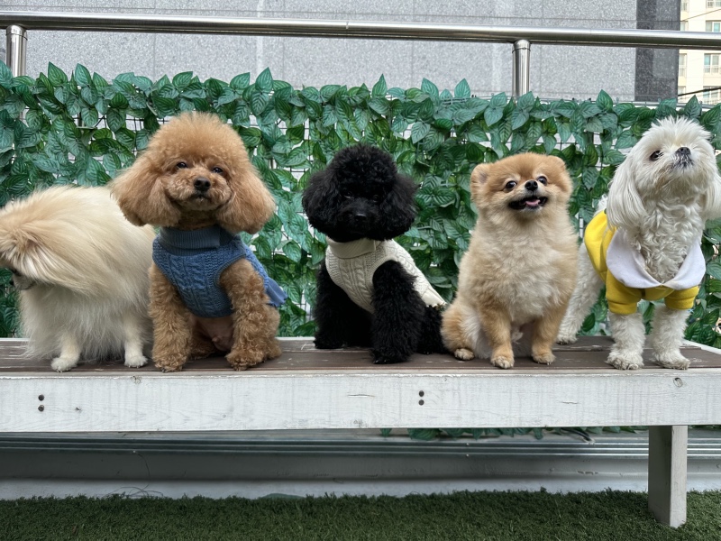 친구들 만났어요