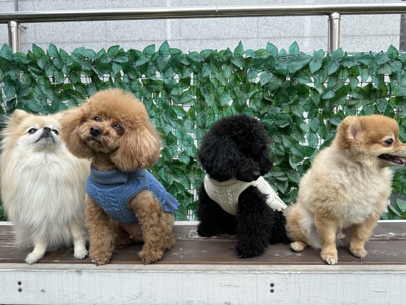 친구들 만났어요