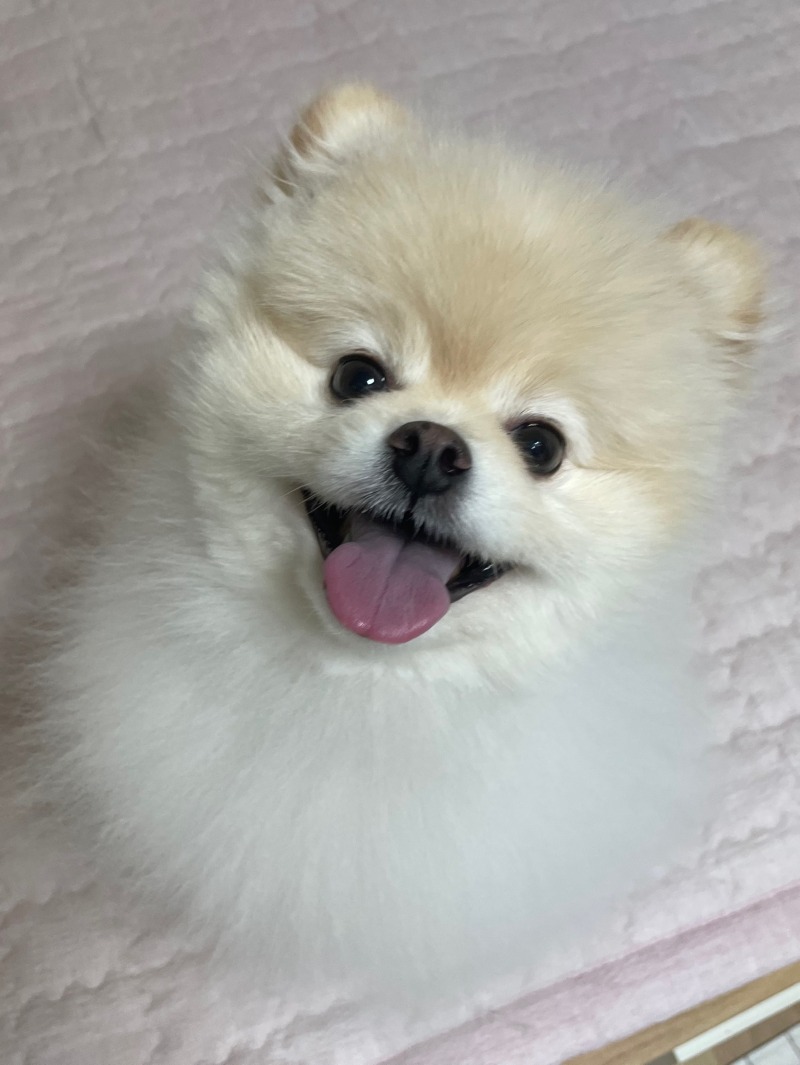저희집 애교둥이 만두에요