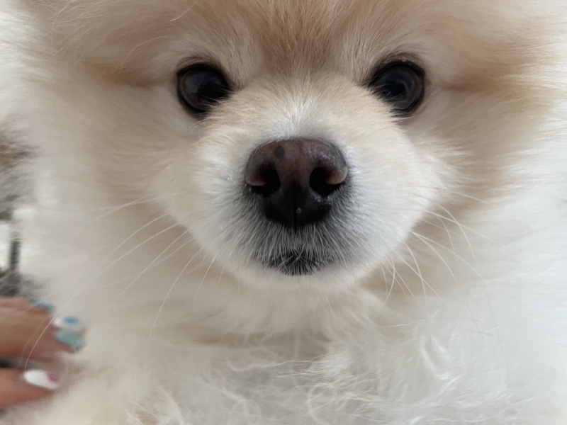 저희집 애교둥이 만두에요