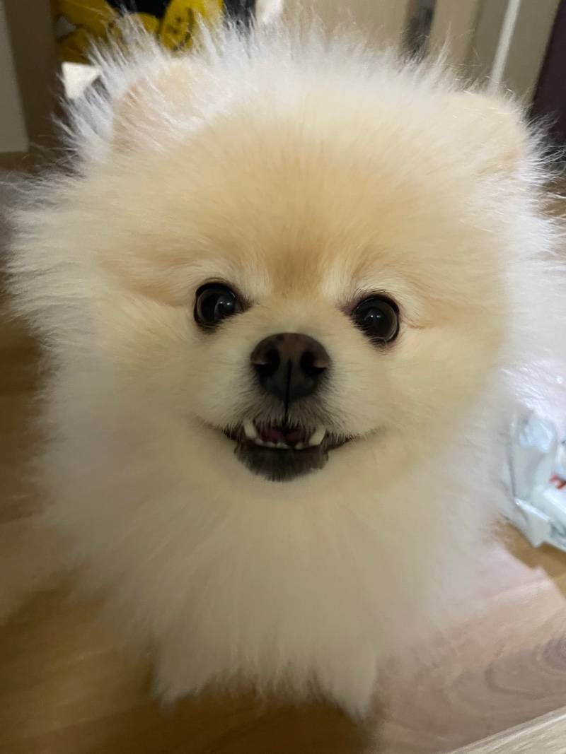 저희집 애교둥이 만두에요