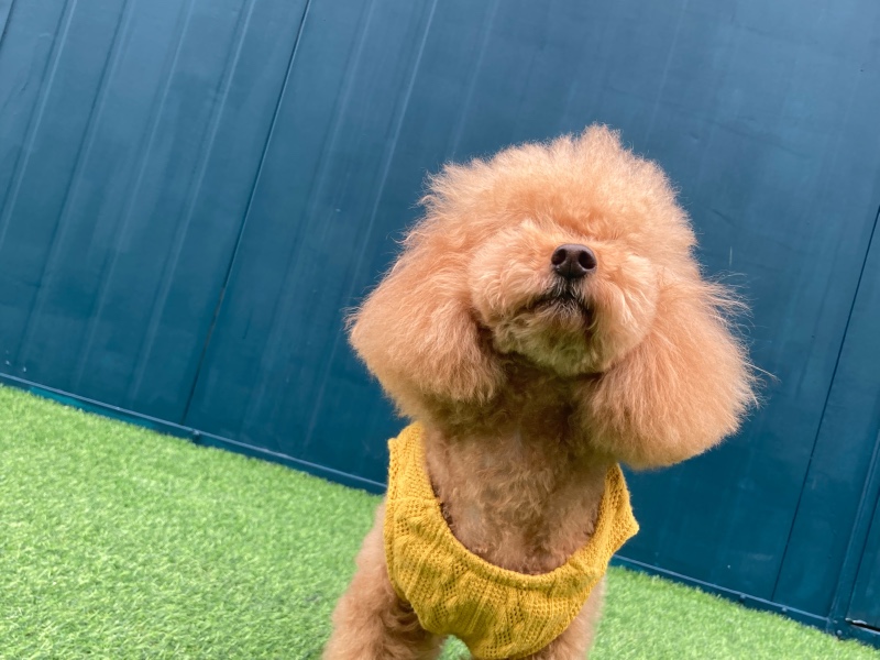 유치원 데이
