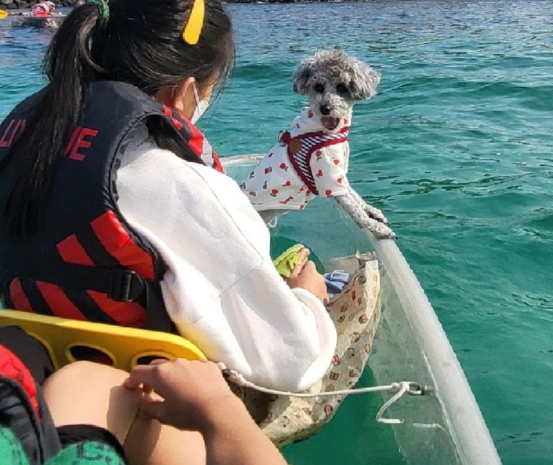 가을이   뱅기 타다