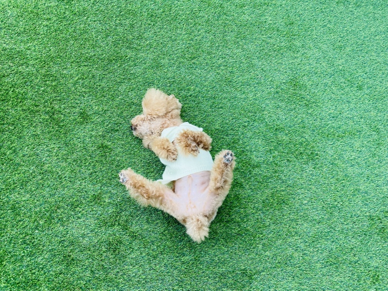 지렁이 댄스