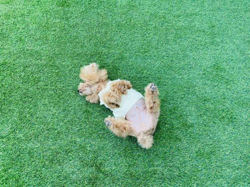 지렁이 댄스