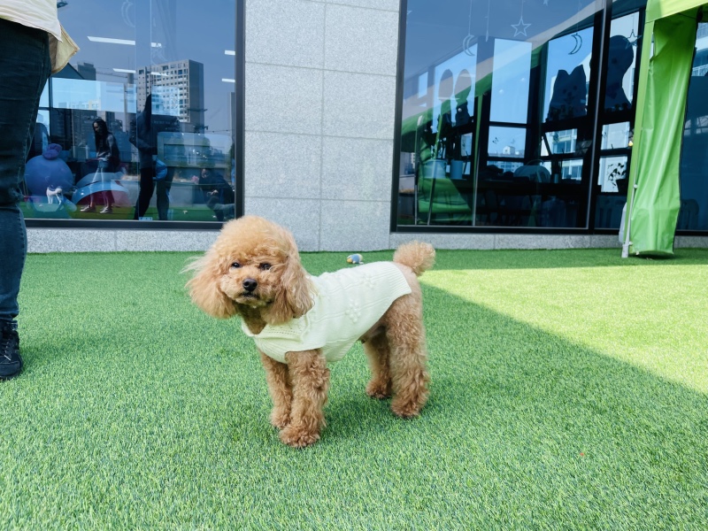 외부음식이 가능한 개성애견카페