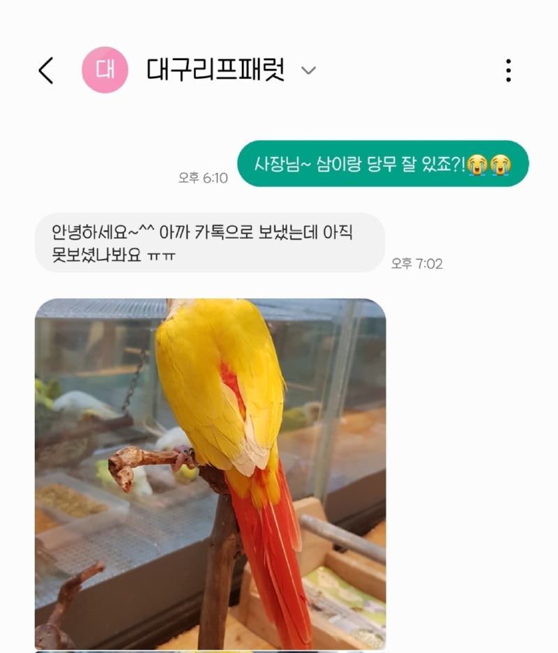 리프패럿 대구점! 앵무새 호텔링 맡겼어요!