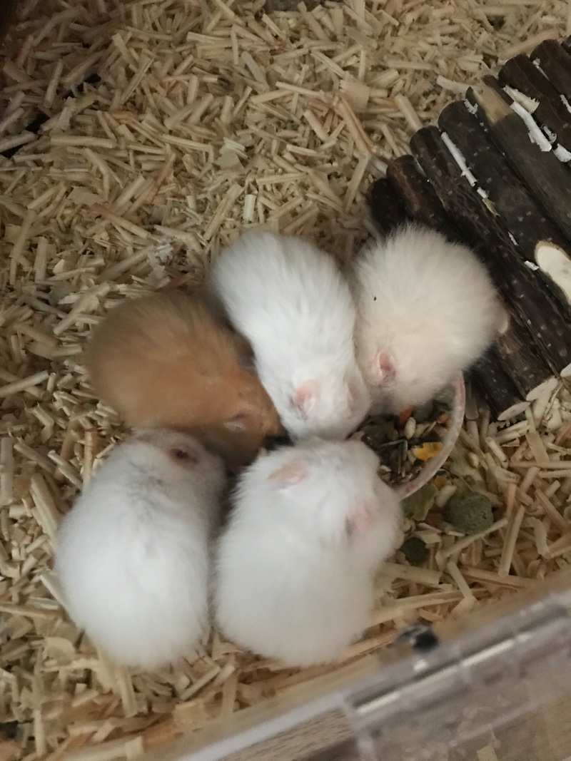 햄찌들도 밥먹자~