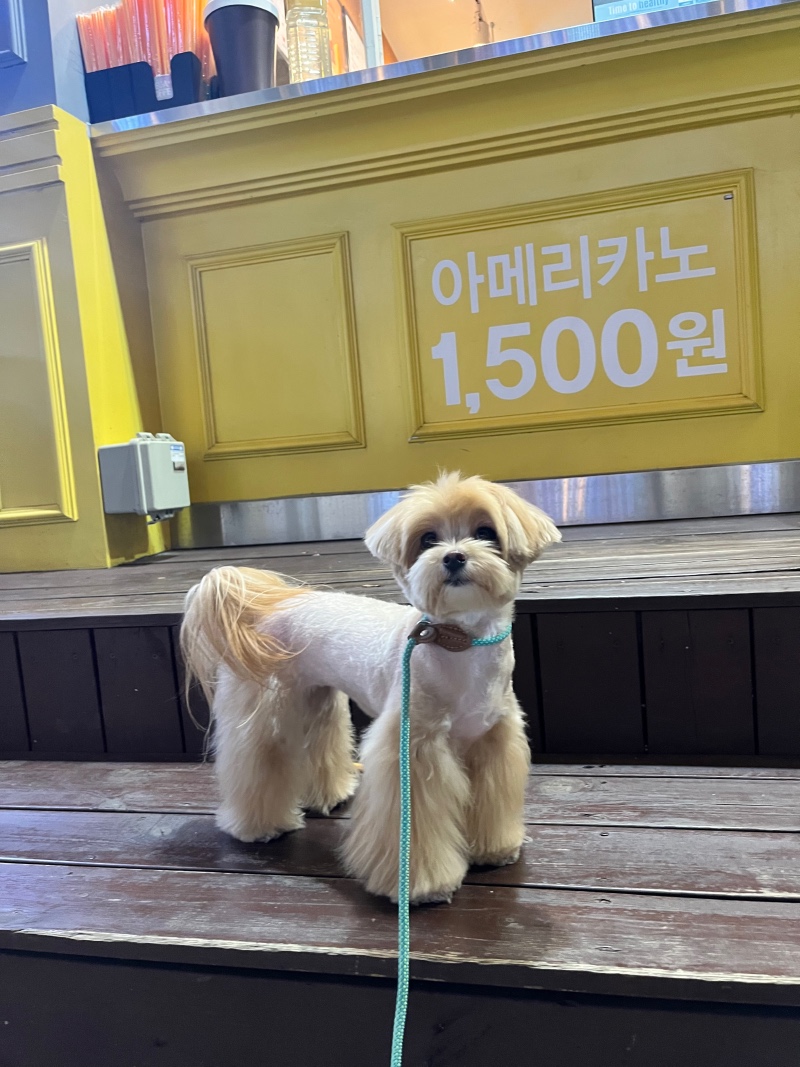 애플이 미용했어요~