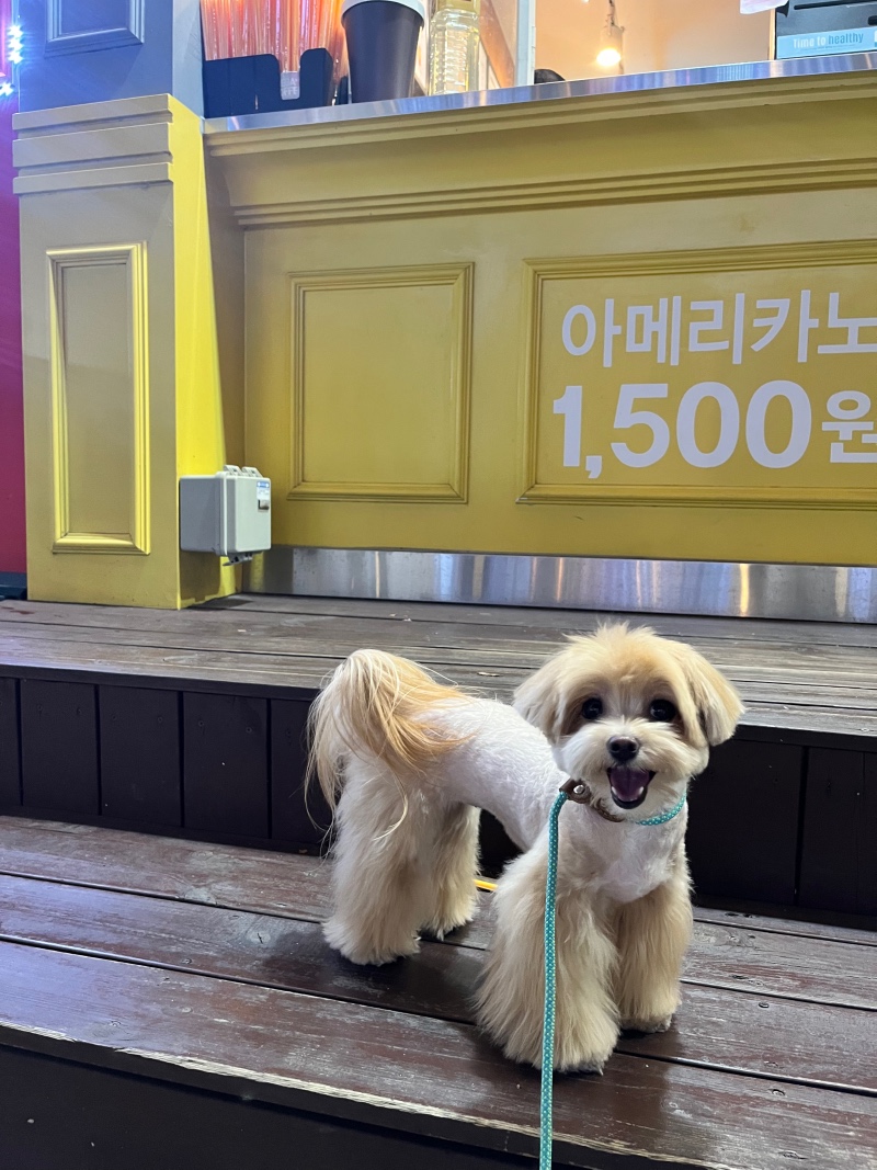 애플이 미용했어요~