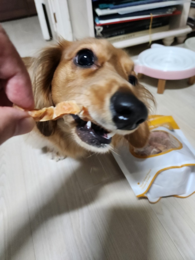 건조간식 닭가슴살 뜯는 콩이