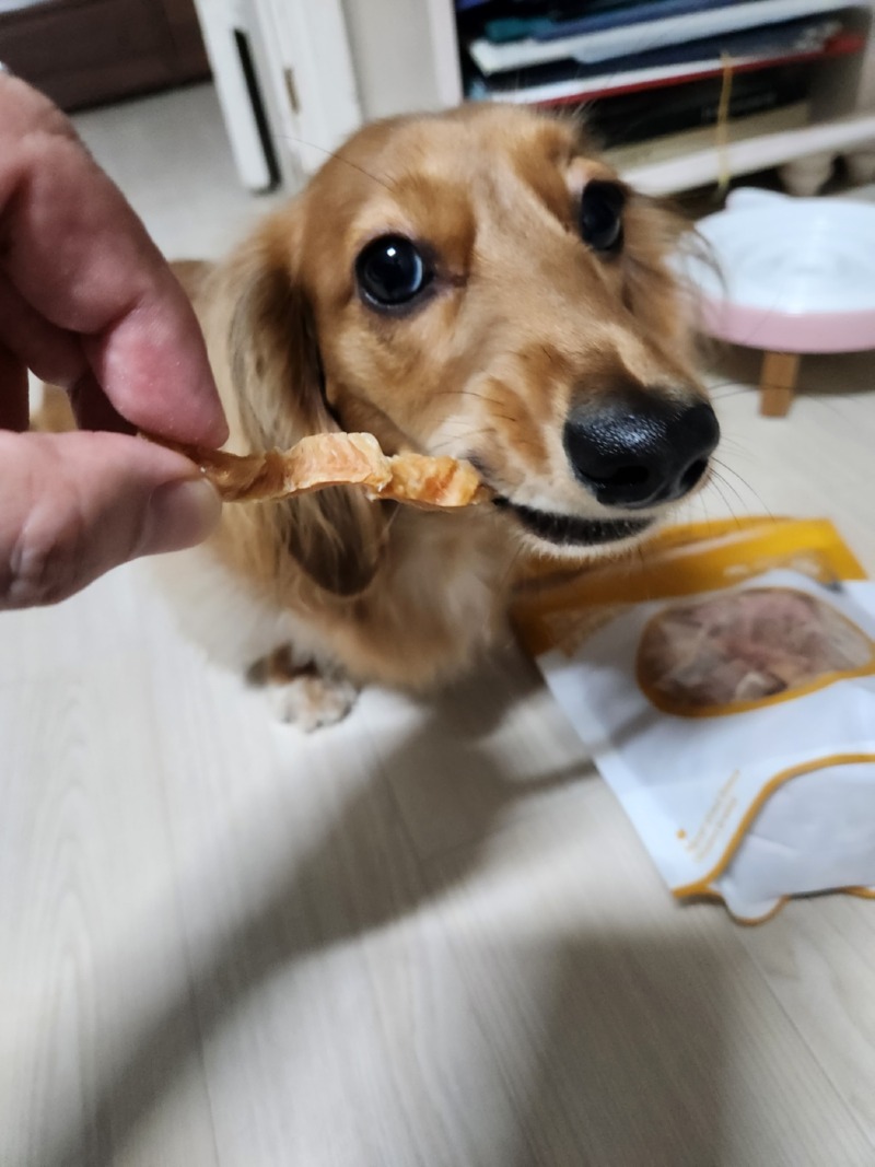 건조간식 닭가슴살 뜯는 콩이