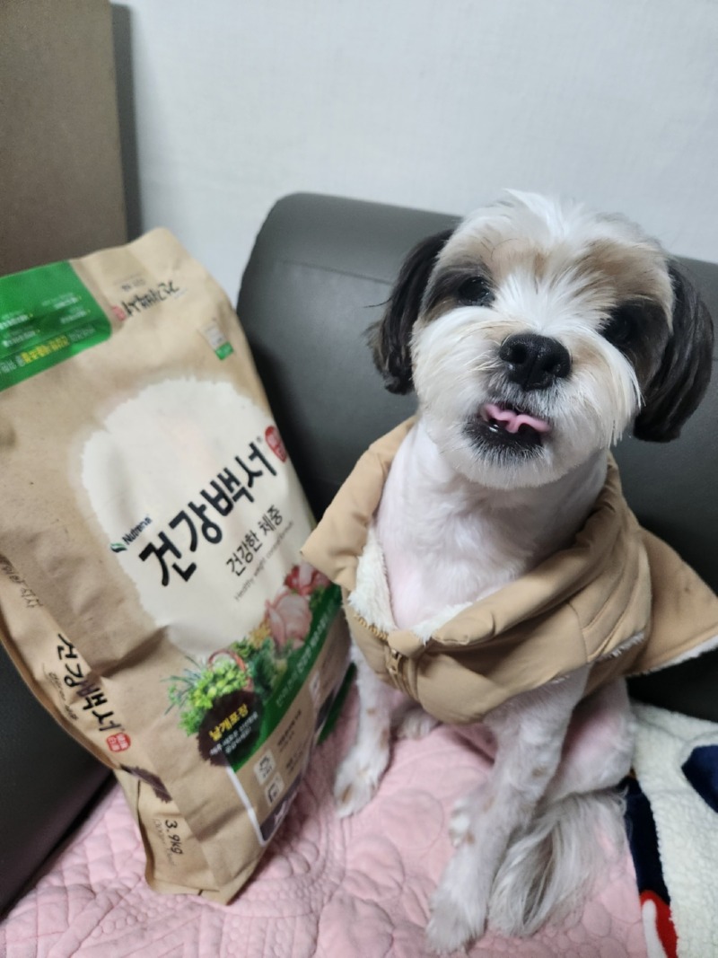 사진 찍으면 사료주는줄 알고 포즈취하는 콩이