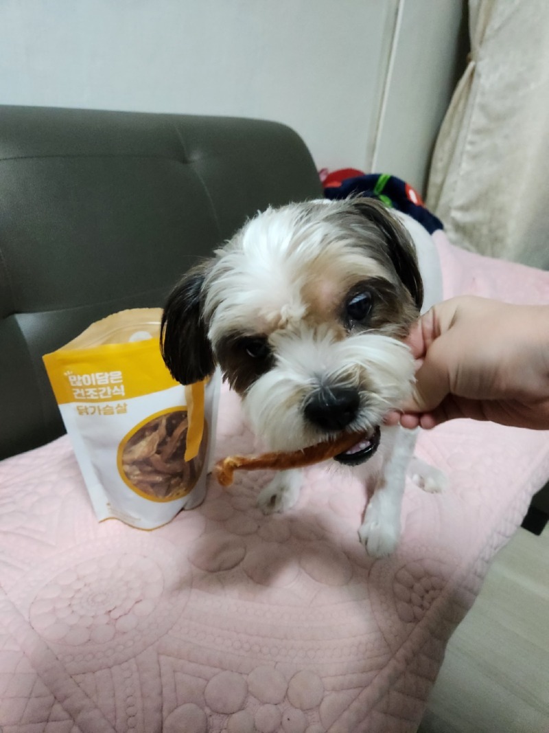 사진 찍으면 사료주는줄 알고 포즈취하는 콩이