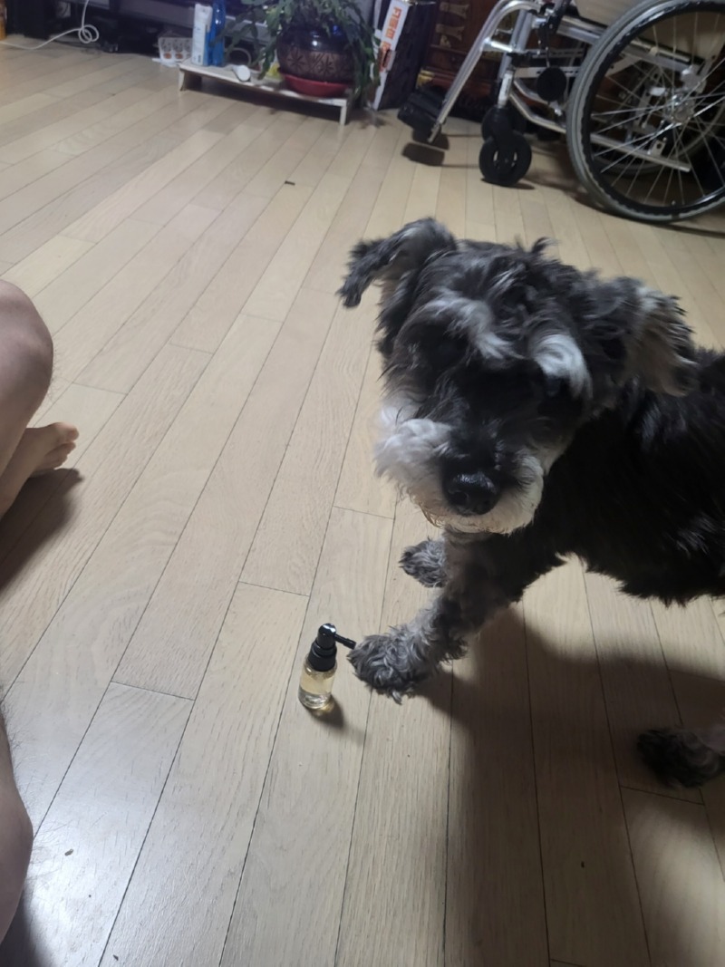 입냄새제거제 뿌려주니 얼굴부비는 캉테