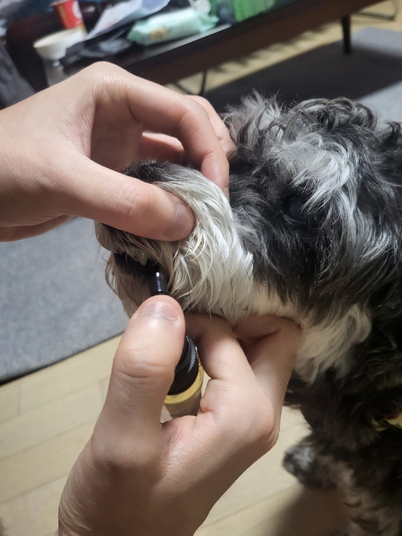 입냄새제거제 뿌려주니 얼굴부비는 캉테