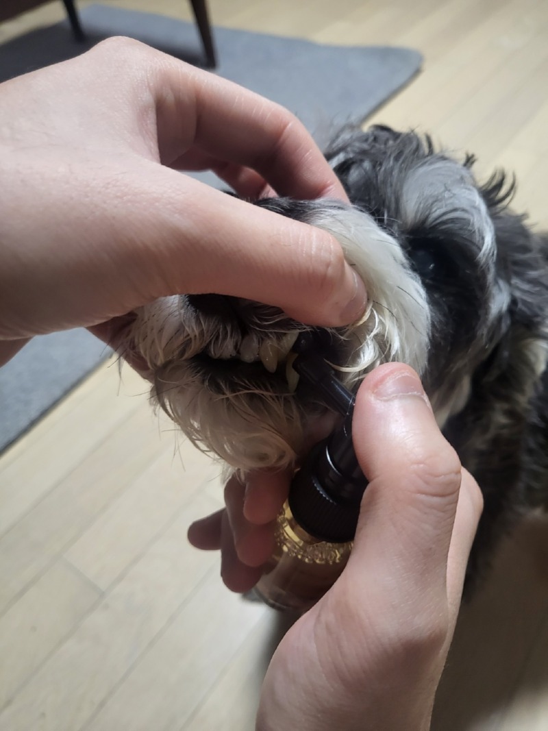 입냄새제거제 뿌려주니 얼굴부비는 캉테