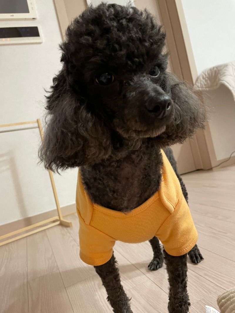 울집 둘찌 쫑이에요