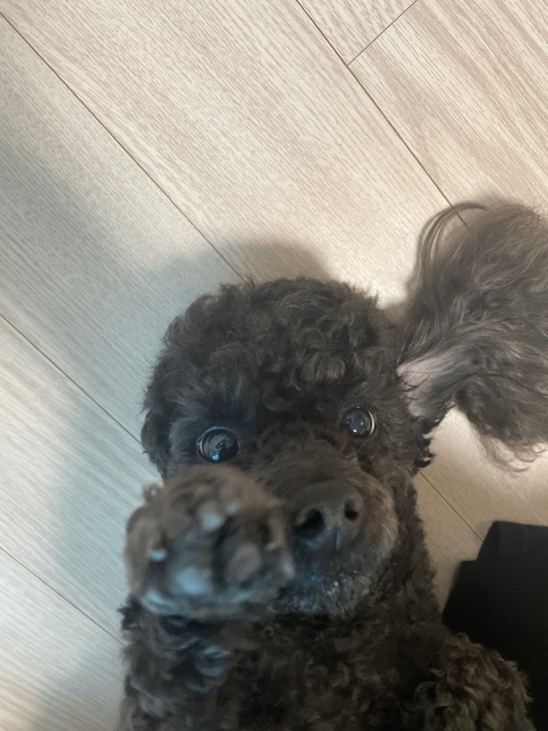 울집 둘찌 쫑이에요