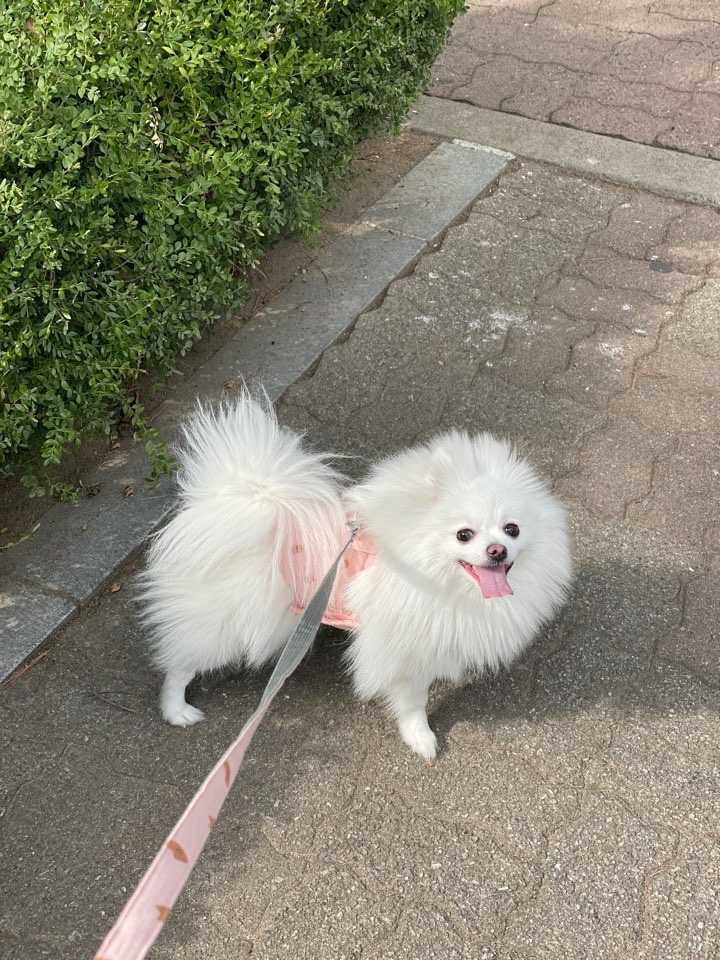 오랜만에 솜이 사진 ~ 요즘 털쪘어요 ㅎㅎ