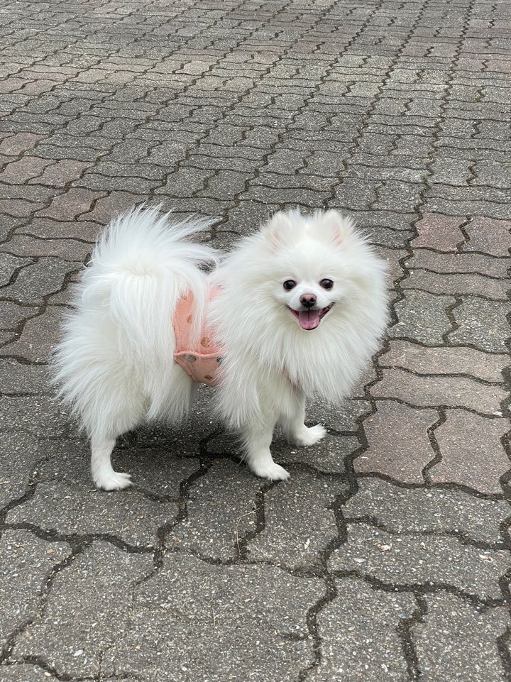 오랜만에 솜이 사진 ~ 요즘 털쪘어요 ㅎㅎ