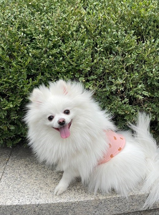 오랜만에 솜이 사진 ~ 요즘 털쪘어요 ㅎㅎ