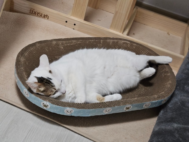 우리 막내 아치