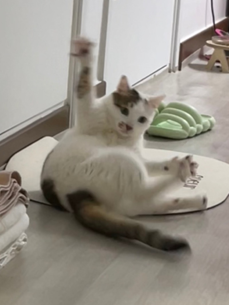우리 막내 아치