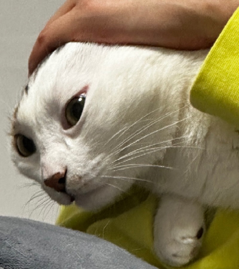 냥냥 아치