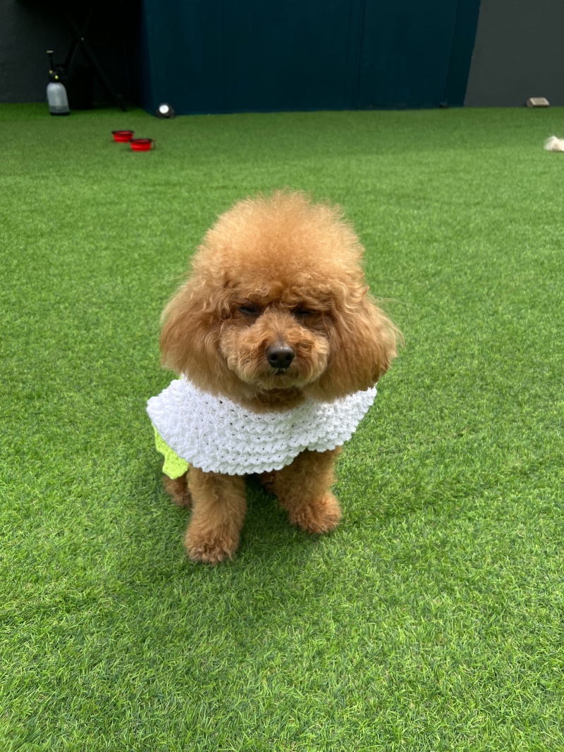 비 오기 전 광합성