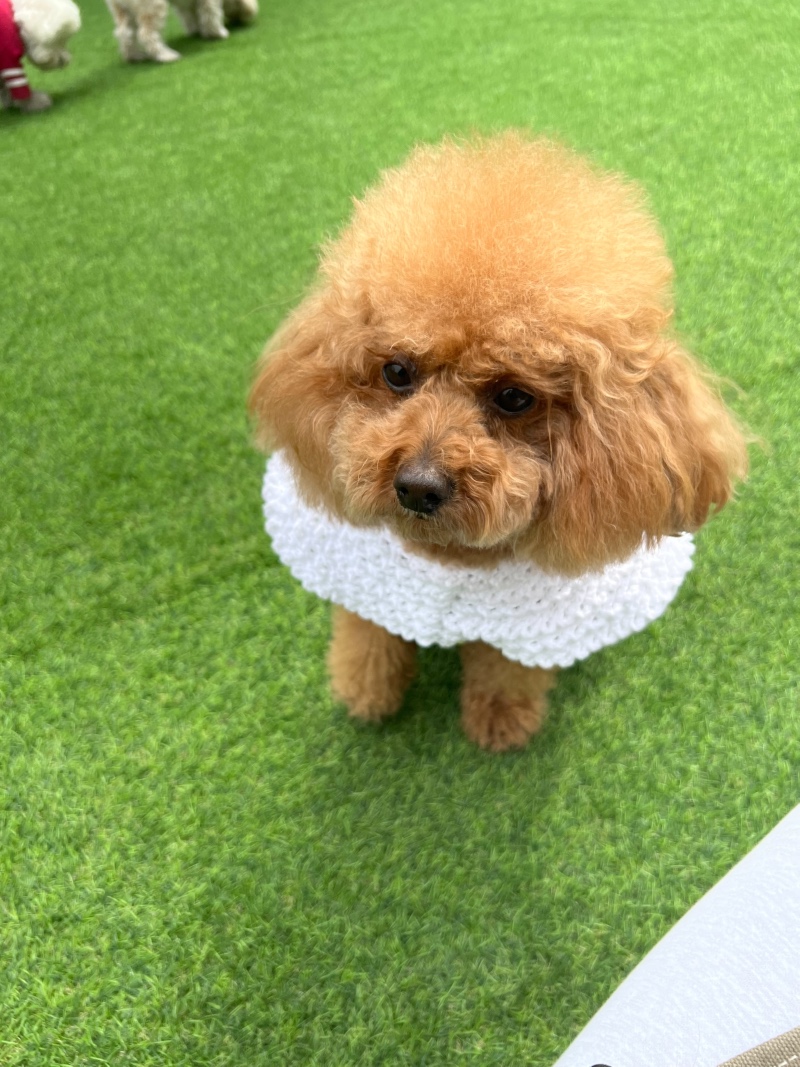 비 오기 전 광합성