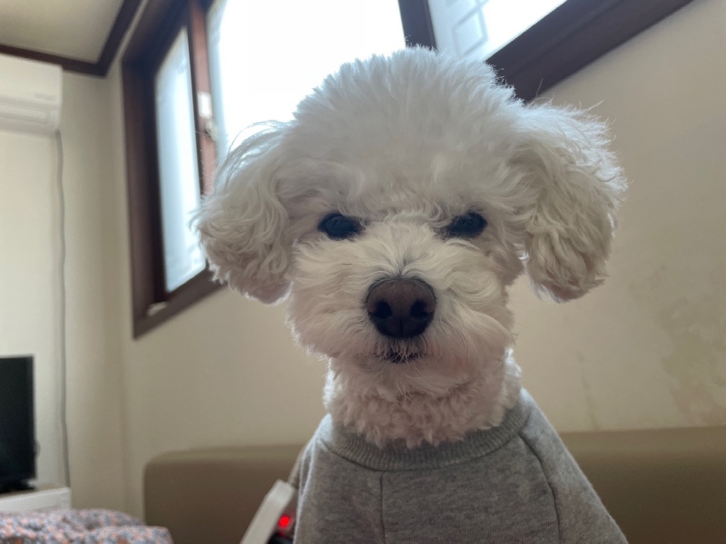 산책 못가서 화난두부